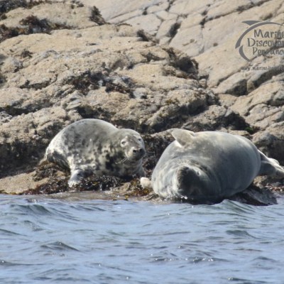 grey seals