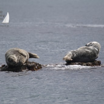 grey seals