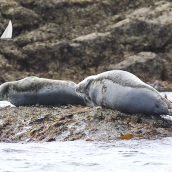 grey seals