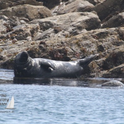 grey seals