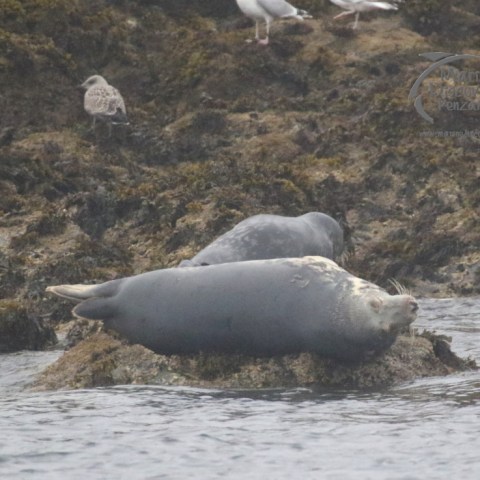 grey seals