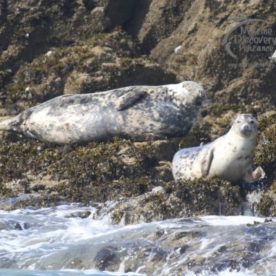 grey seals