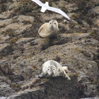 grey seals