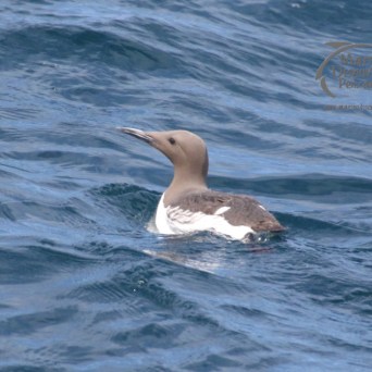 guillemot