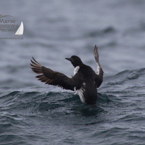 guillemot