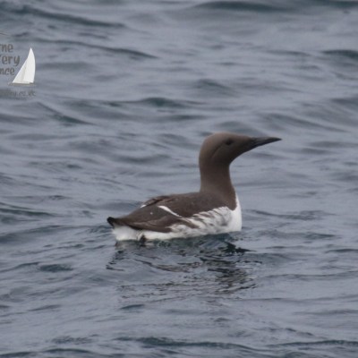a bird swimming in water next to a body of water