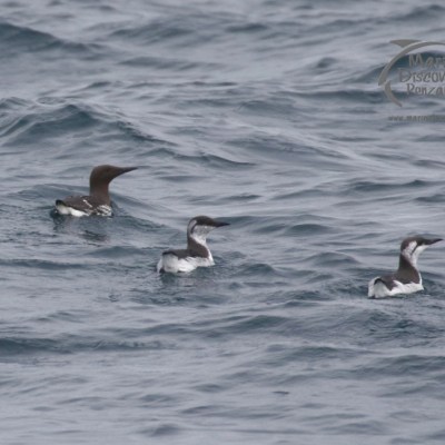 guillemots