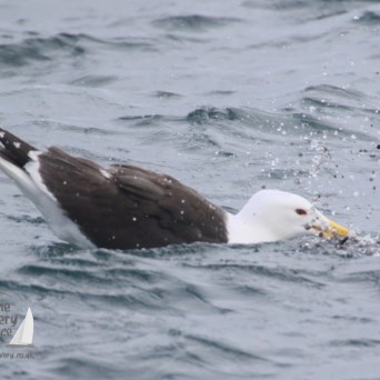 gull eating a cuttlefish