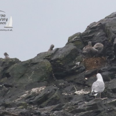 gull chicks