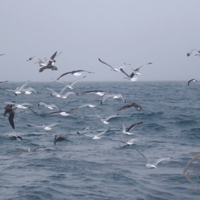 gulls