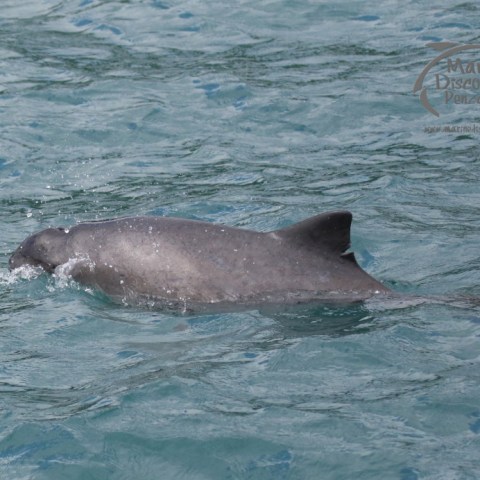 harboour porpoise