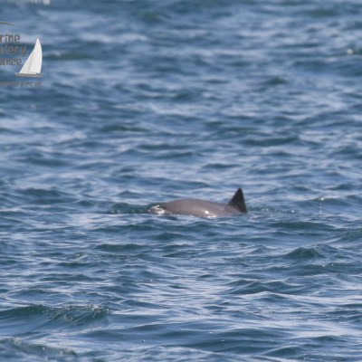 harbour porpoise