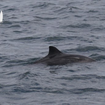 harbour porpoise