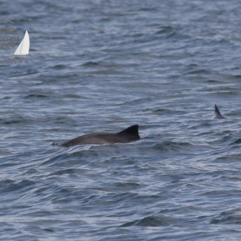 harbour porpoises