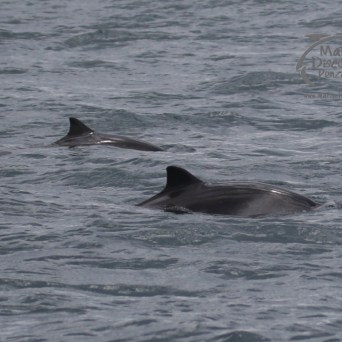 harbour porpoises