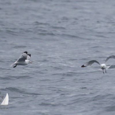 kittiwakes