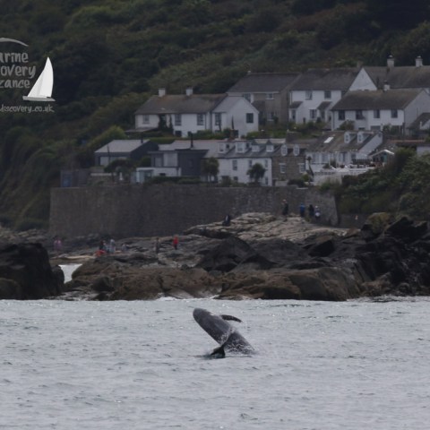 leaping risso's dolphins