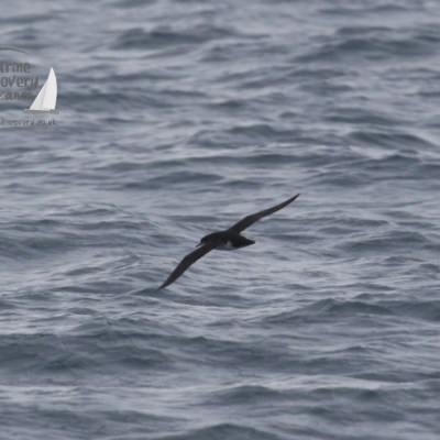 manx shearwater