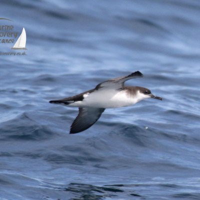 manx shearwater