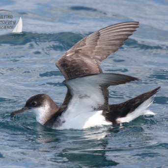 manx shearwater