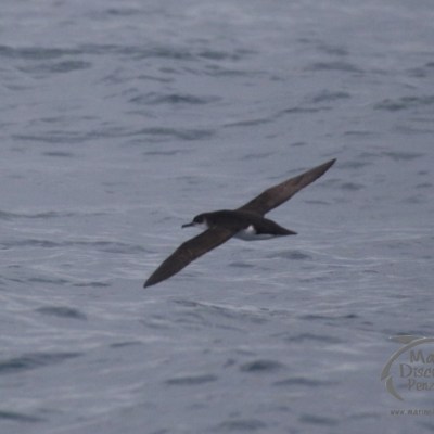 manx shearwater