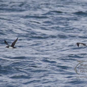 manx shearwaters