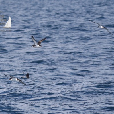 manx shearwaters