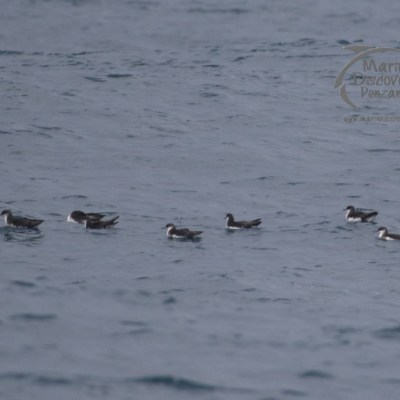 manx shearwaters
