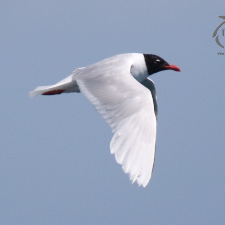 a bird flying in the air