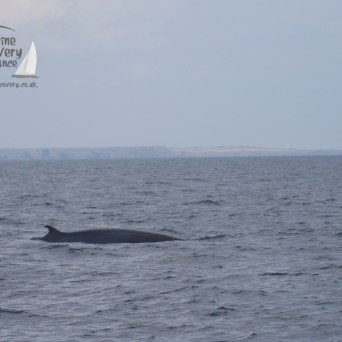 minke whale