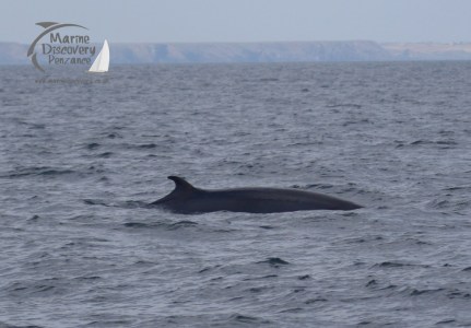 minke whale