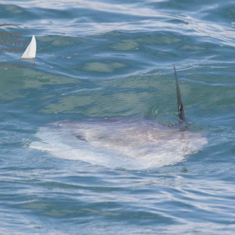 ocean sunfish
