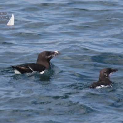 razorbills