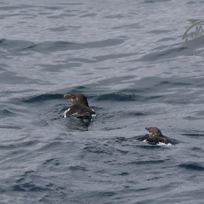 razorbills