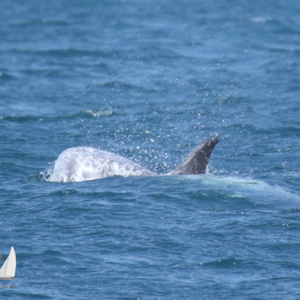 risso's dolphin