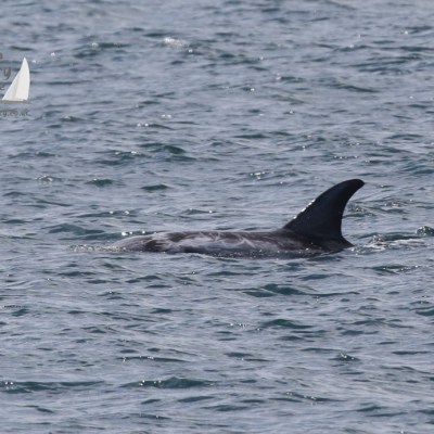 risso's dolphin