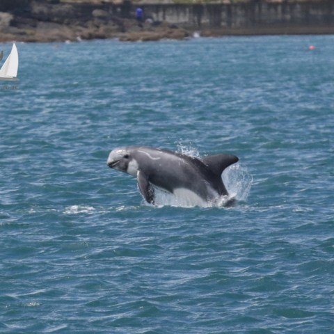 risso's dolphin