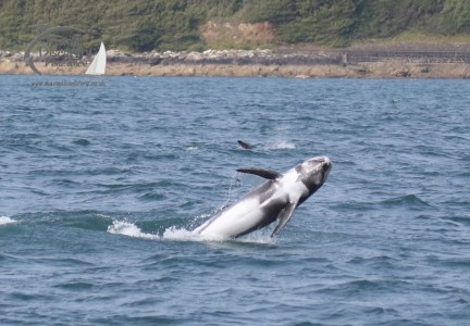 risso's dolphin