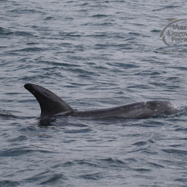 risso's dolphin