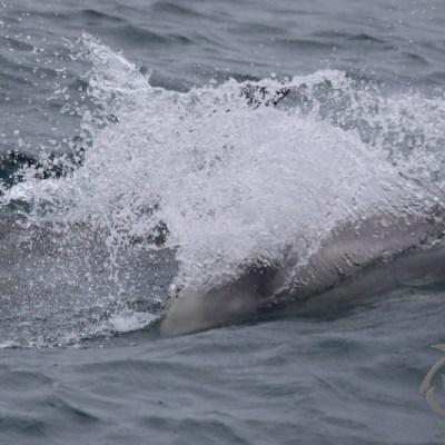 risso's dolphin calf
