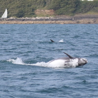risso's dolphin