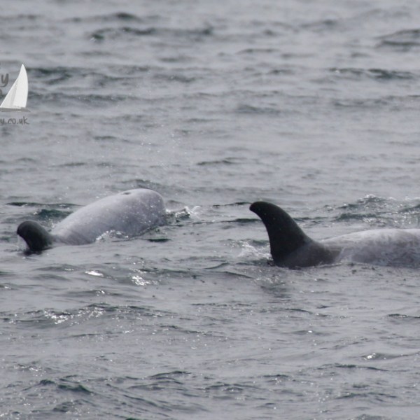 risso's dolphins