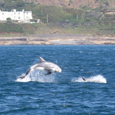 rissos dolphins