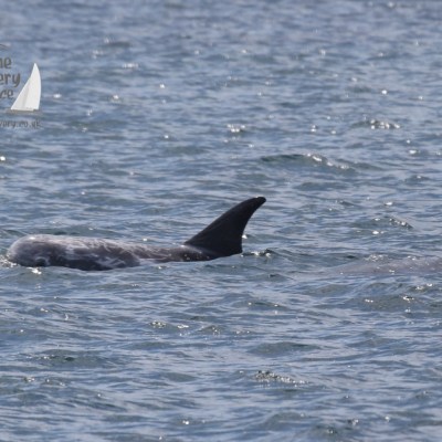 risso's dolphins