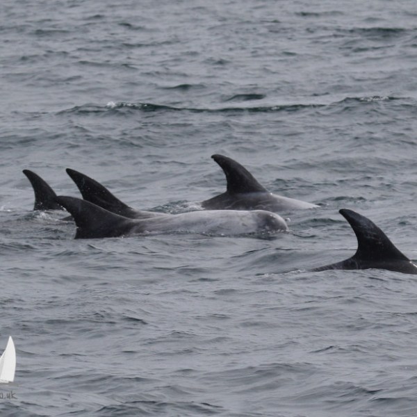 risso's dolphins