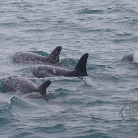 risso's dolphins