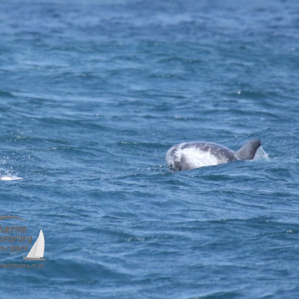 risso's dolphins