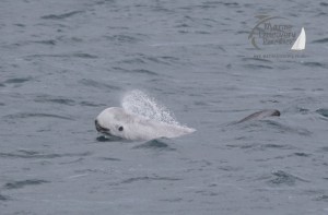 risso's dolphin face