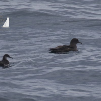sooty shearwater