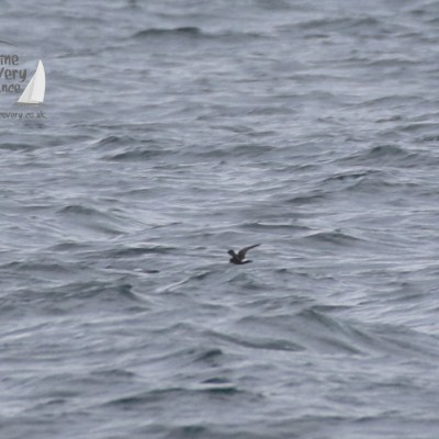 storm petrel